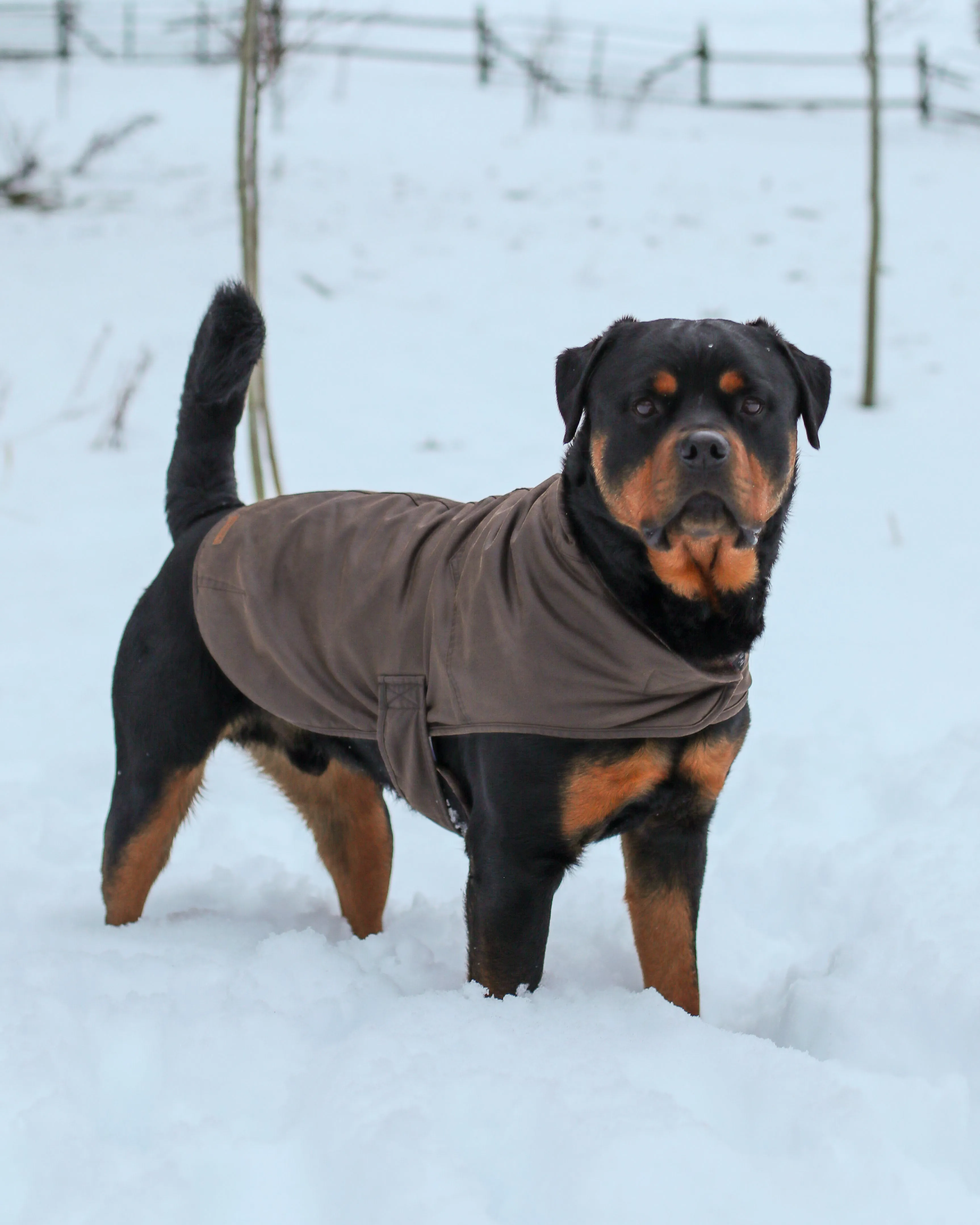 Marty Canine Coat